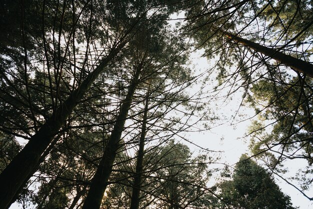 Foglie colorate e raggi di sole in una foresta d'autunno