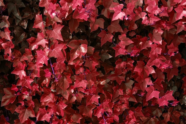 Photo colorful leaves texture unusual floral background