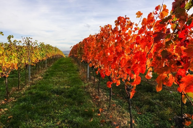 Colorful leaves on vineyards at a hill in autumn