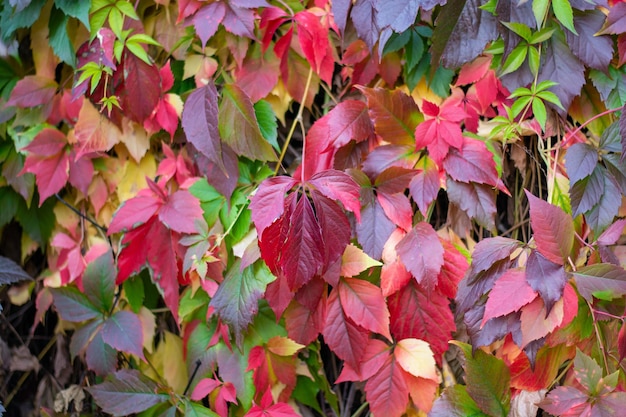 Colorful leaves of wild grapes in autumn