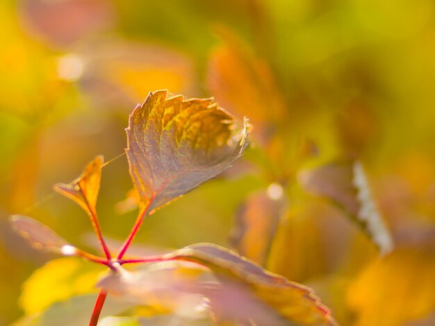ぼんやりした背景の野のブドウの色鮮やかな葉 太陽に照らされた秋の色彩の葉