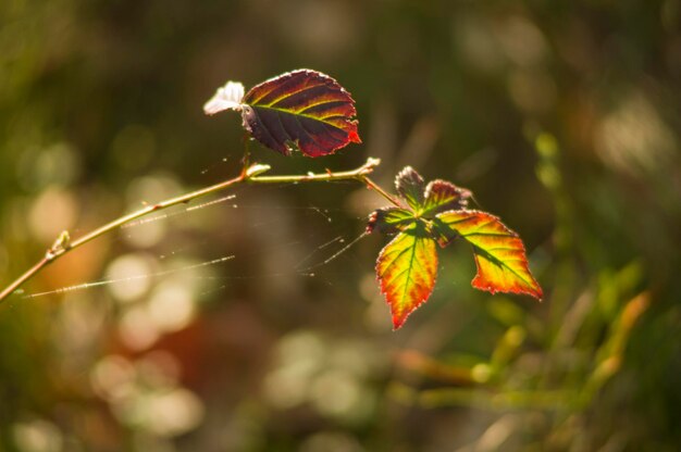 Colorful leaves