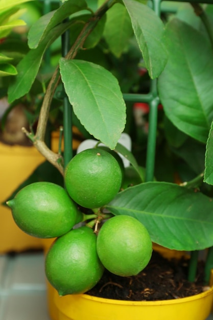 Colorful lemon on tree closeup