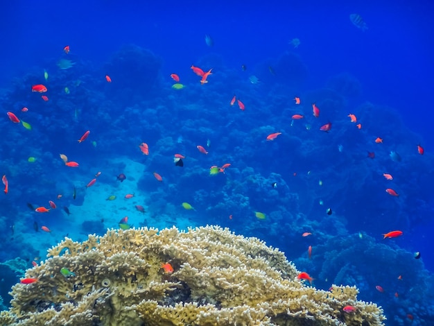 이집트의 푸른 물이 있는 산호초의 다채로운 작은 물고기