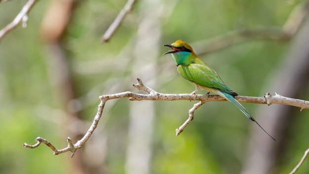 Colorful little green beeeater bird perch on a bare tree branch bird chirping loudly Cute beeeater Spotted in Yala national park Sri Lanka