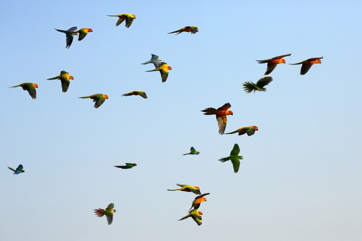 Photo colorful little parrots flying in the sky.