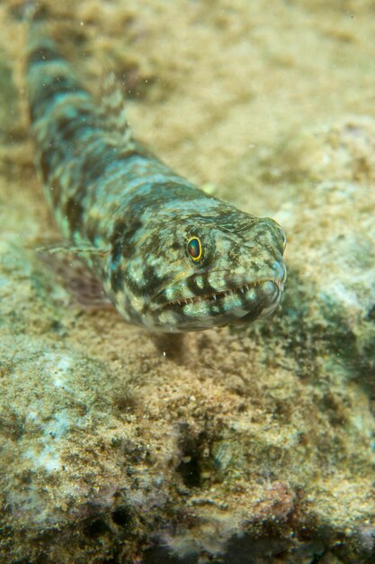 Photo colorful lizard fish on reef rocks