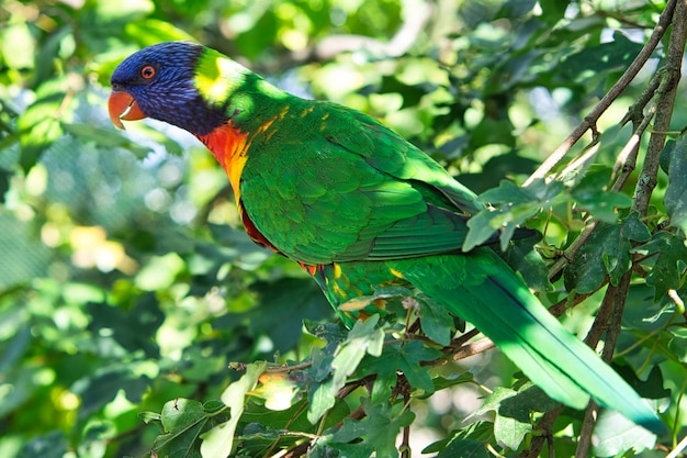 A colorful lori in the branches loris are a species of parrot