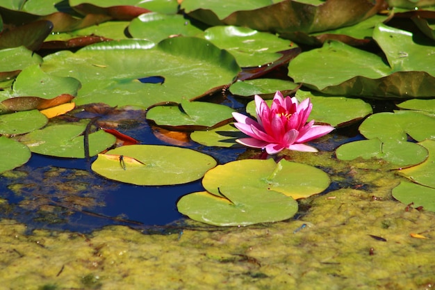 Colorful lotus flower above the lakeNelumbo is a genus of aquatic plants with large showy flowers