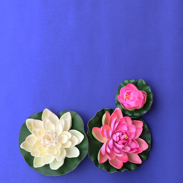 Colorful Lotus Flowers Background