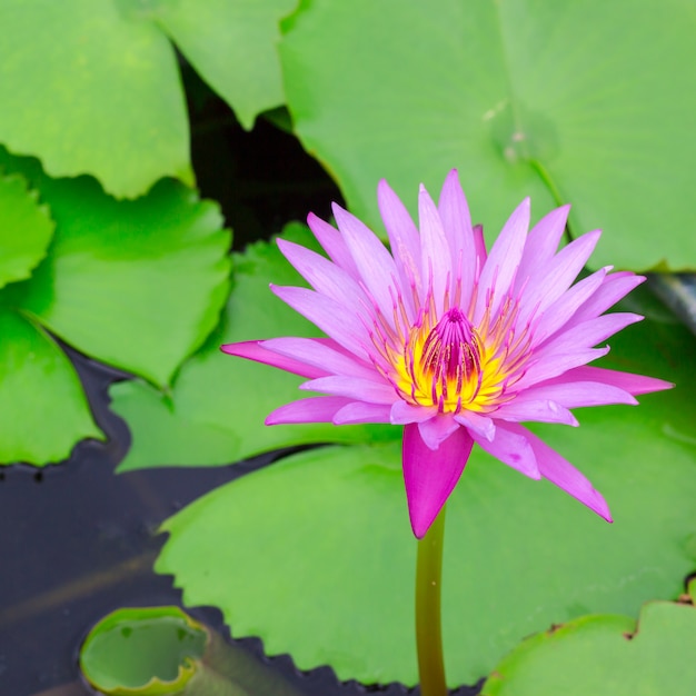 Colorful of a lotus.