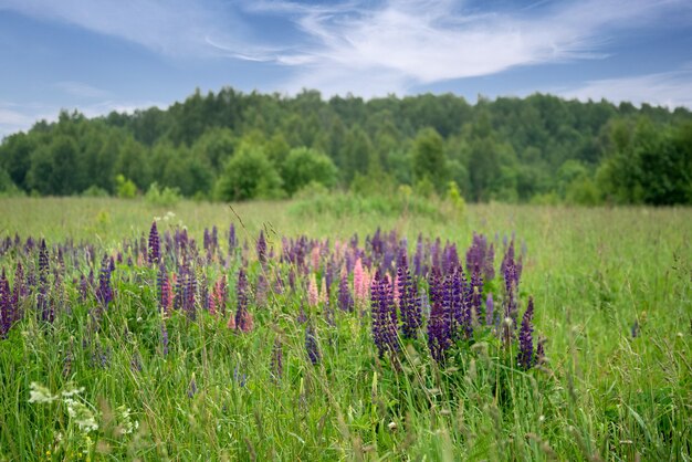 Colorful lupine flowers bloom among green grass in summer field under blue sky forest trees on horizon