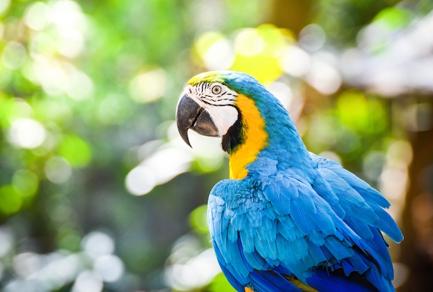 Pappagallo variopinto dell'uccello del macaw sull'albero del ramo sul fondo di verde della natura
