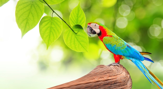 Colorful Macaw bird at tree branch in morning sunlight 