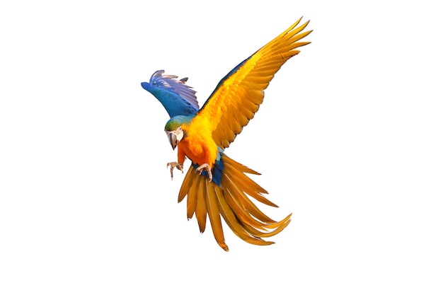Фото Красочный попугай ара летит изолированно на белом.