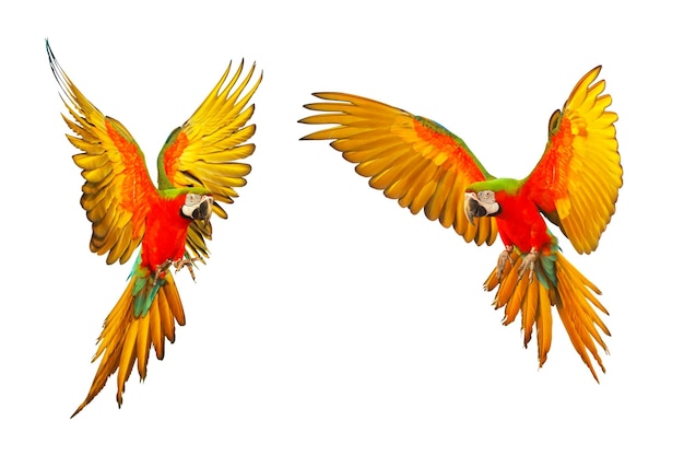 Colorful macaw parrot flying isolated on white background