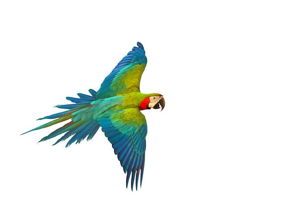 Colorful macaw parrot flying isolated on white background