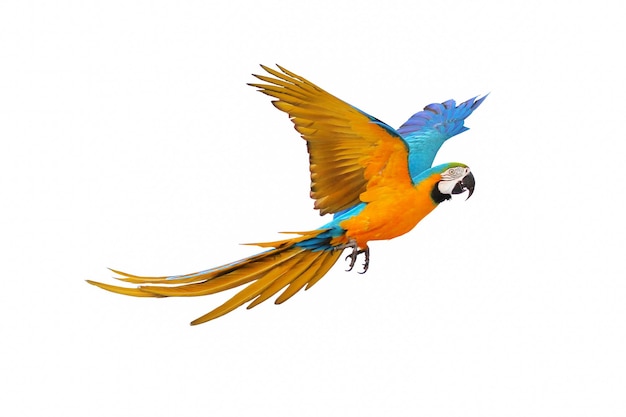 Colorful macaw parrot flying isolated on white.