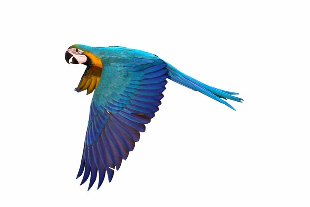 Colorful macaw parrot flying isolated on white.