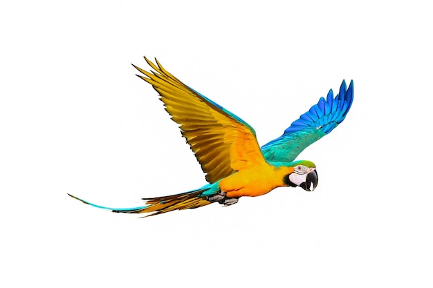 Colorful macaw parrot flying isolated on white.