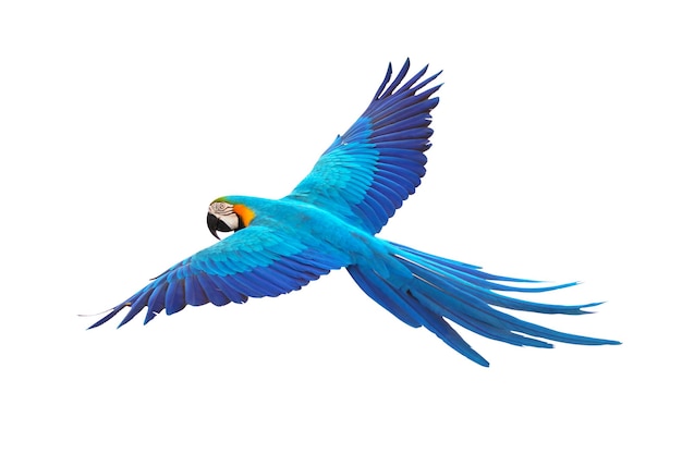 Colorful macaw parrot flying isolated on white.