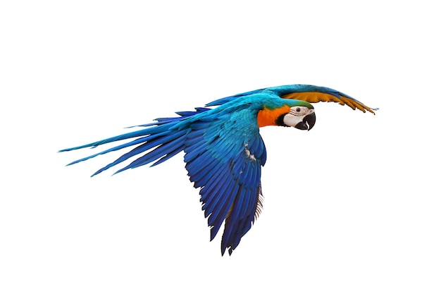 Colorful macaw parrot flying isolated on white.