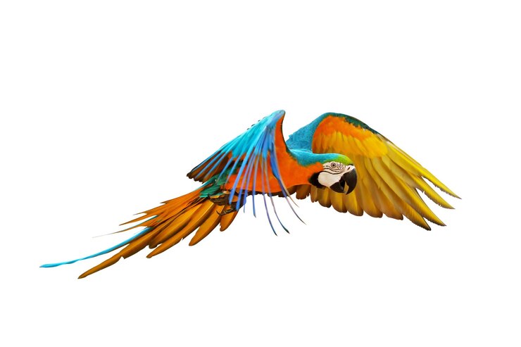 Colorful macaw parrot flying isolated on white.