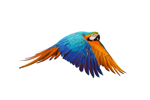 Colorful macaw parrot flying isolated on white.