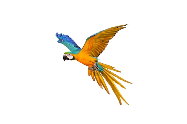 Colorful macaw parrot flying isolated on white.