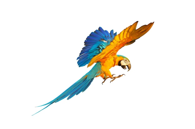 Colorful macaw parrot flying isolated on white.