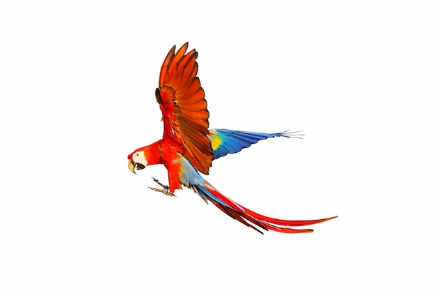 Colorful macaw parrot flying isolated on white.