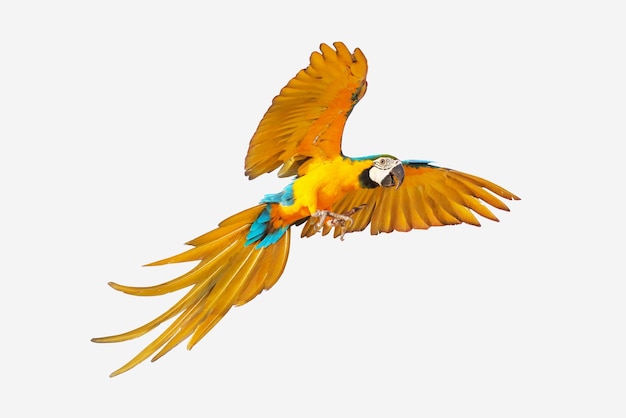 Colorful macaw parrot flying isolated on white.