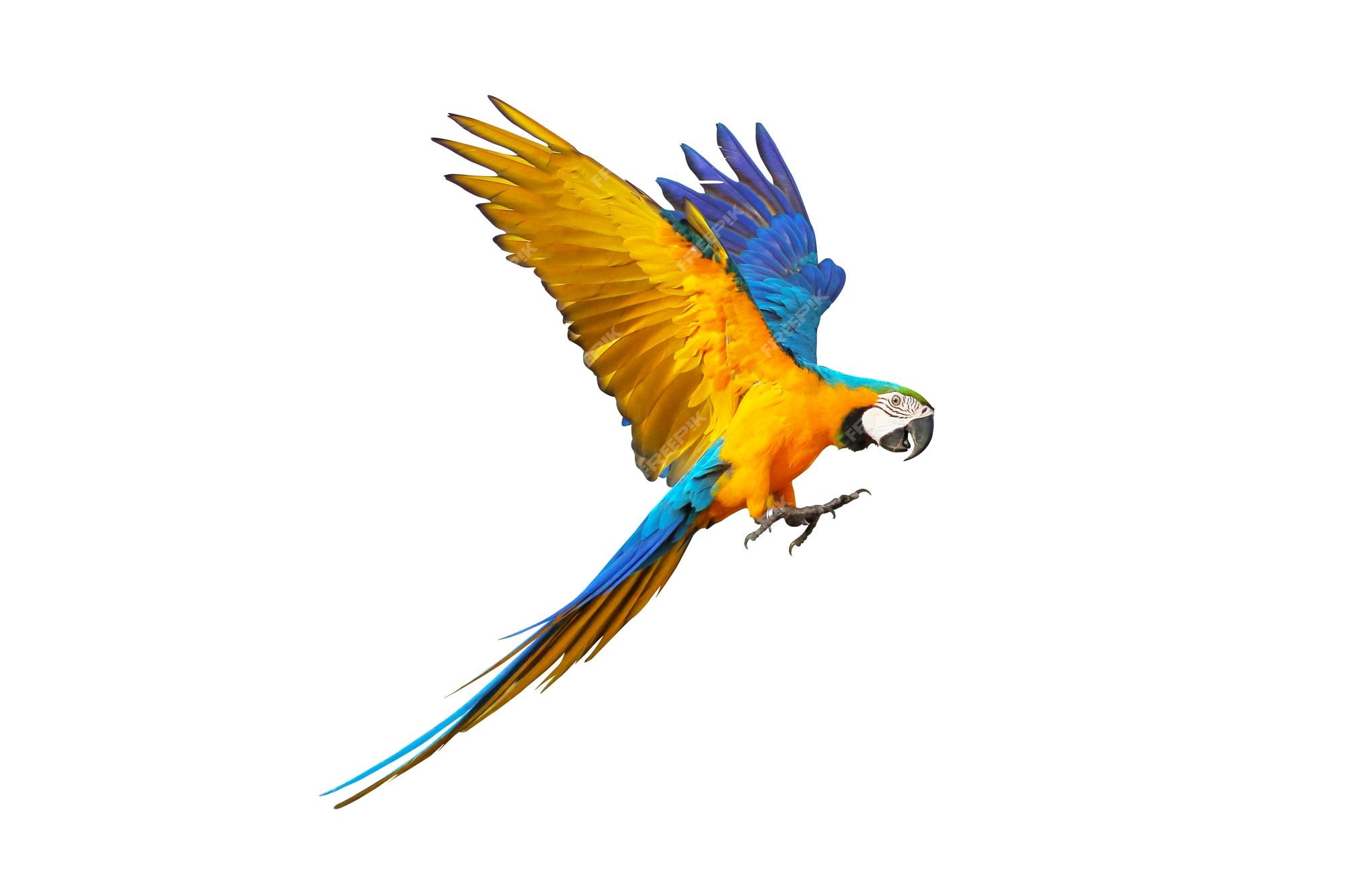 Premium Photo | Colorful macaw parrot flying isolated on white.