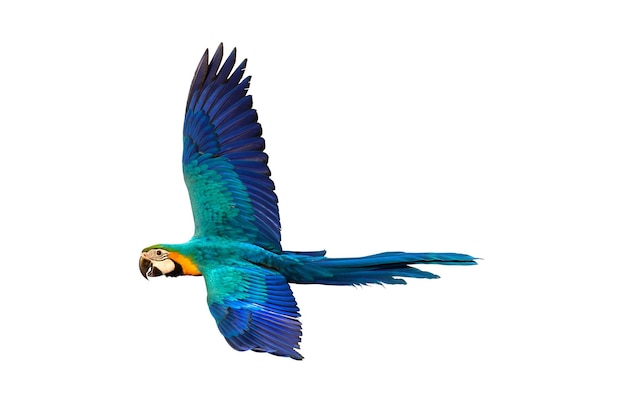 Colorful macaw parrot flying isolated on white.