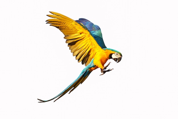 Colorful macaw parrot flying isolated on white.