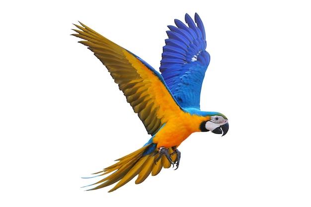 Colorful macaw parrot flying isolated on white.