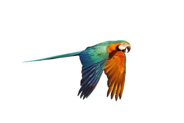 Photo colorful macaw parrot flying isolated on white.