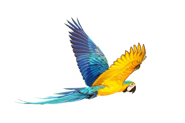 Colorful macaw parrot flying isolated on white.