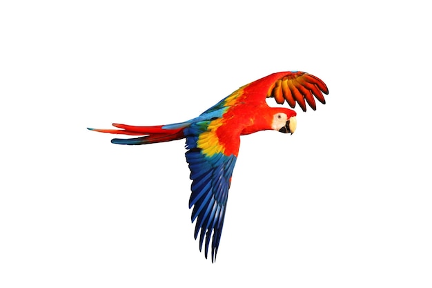 Colorful macaw parrot flying isolated on white.