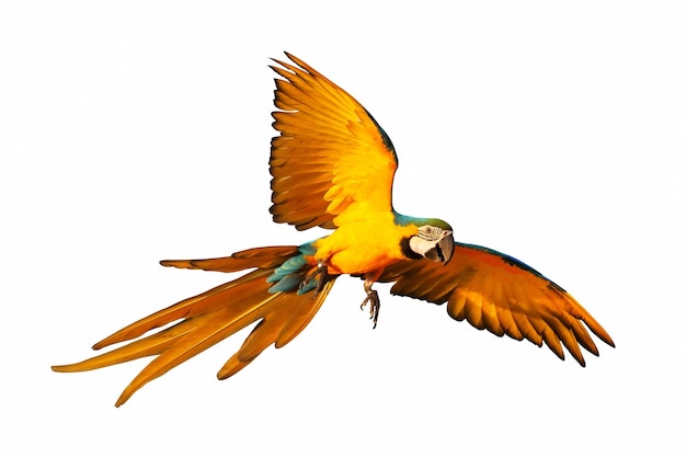 Colorful macaw parrot flying isolated on white.