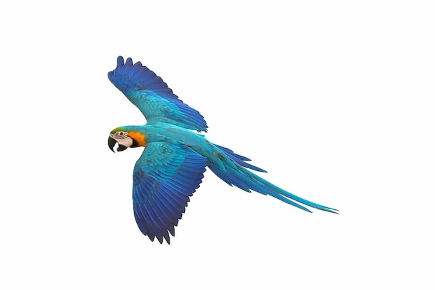 Красочный попугай ара летит изолированно на белом.