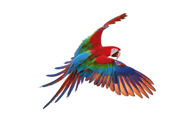 Colorful macaw parrot flying isolated on white.