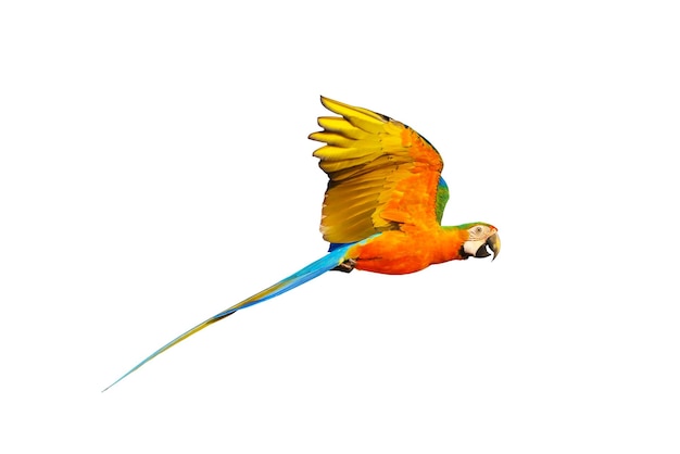 Colorful macaw parrot flying isolated on white.