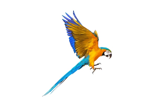 Colorful macaw parrot flying isolated on white.