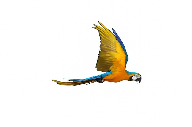 Colorful macaw parrot flying isolated on white.