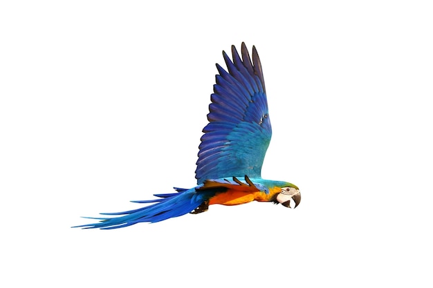 Colorful macaw parrot flying isolated on white.