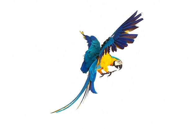 Premium Photo | Colorful macaw parrot flying isolated on white.