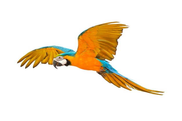 Colorful macaw parrot flying isolated on white.