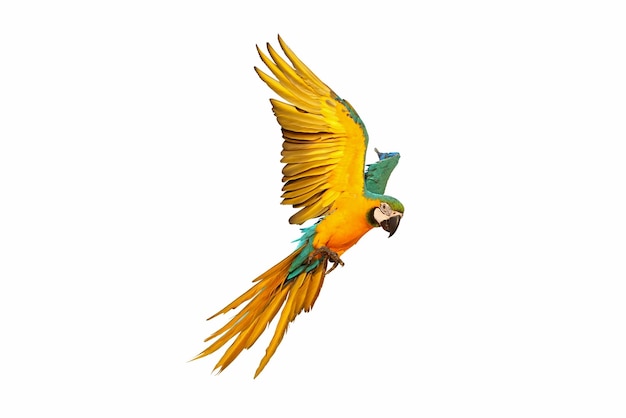 Colorful macaw parrot flying isolated on white.