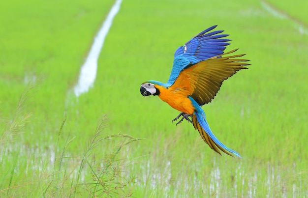 Colorful macaw parrot flying over the rice fields.